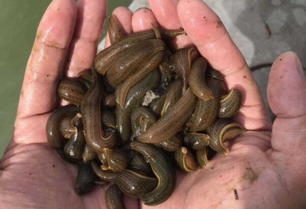 đỉa bám đầy người